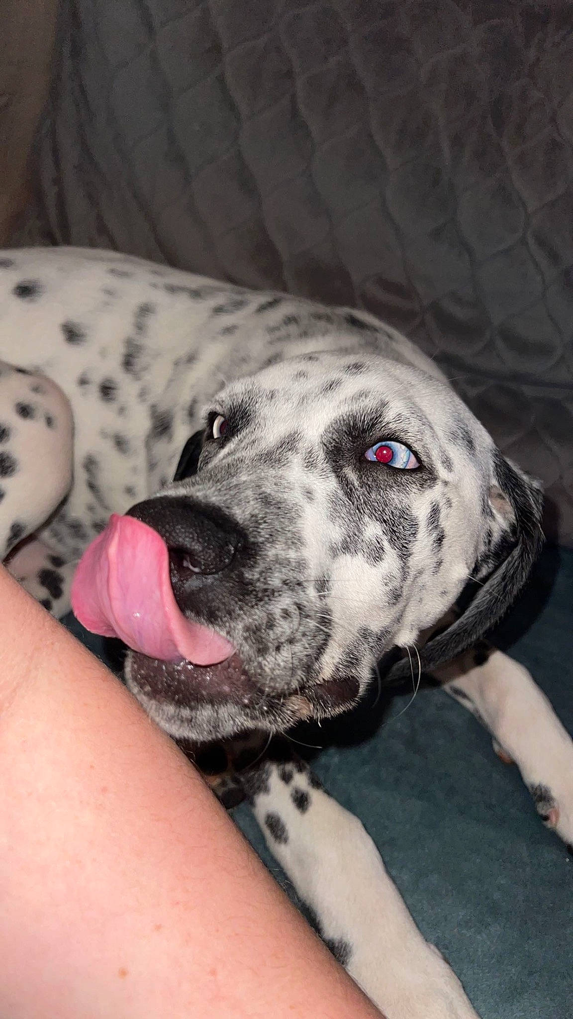 Blue is registered to the contest to win money with this photo: canidae, carnivore, collar, comfort, companion_dog, dog, dog_breed, fawn, fur, guard_dog, terrestrial_animal, whiskers, working_animal, working_dog