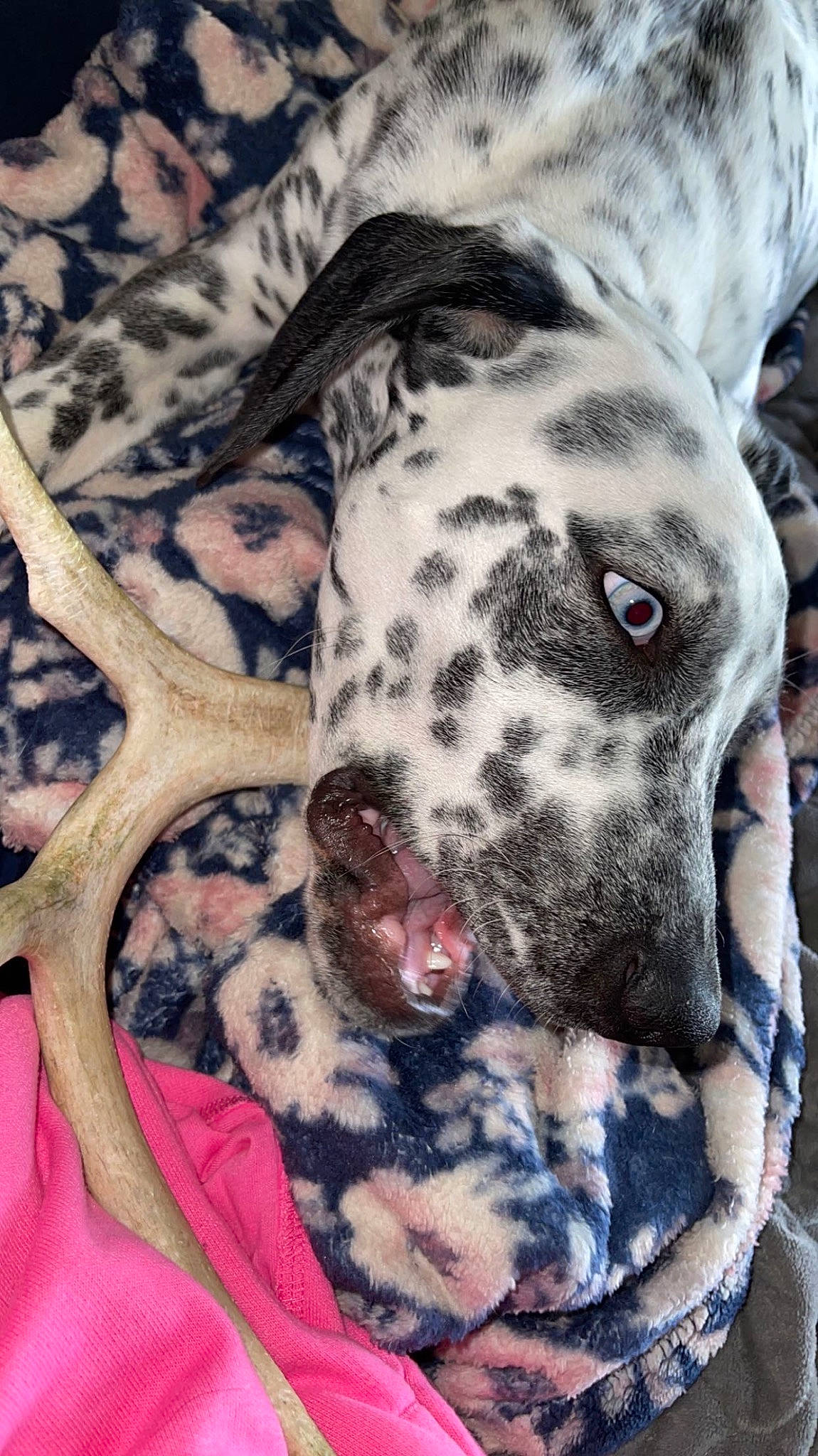 Blue joined the competition — help win amazing prizes! canidae, carnivore, collar, companion_dog, dalmatian, dog, dog_breed, dog_collar, dog_supply, fawn, fur, guard_dog, non_sporting_group, pattern, snout, sporting_group, terrestrial_animal, whiskers, working_animal