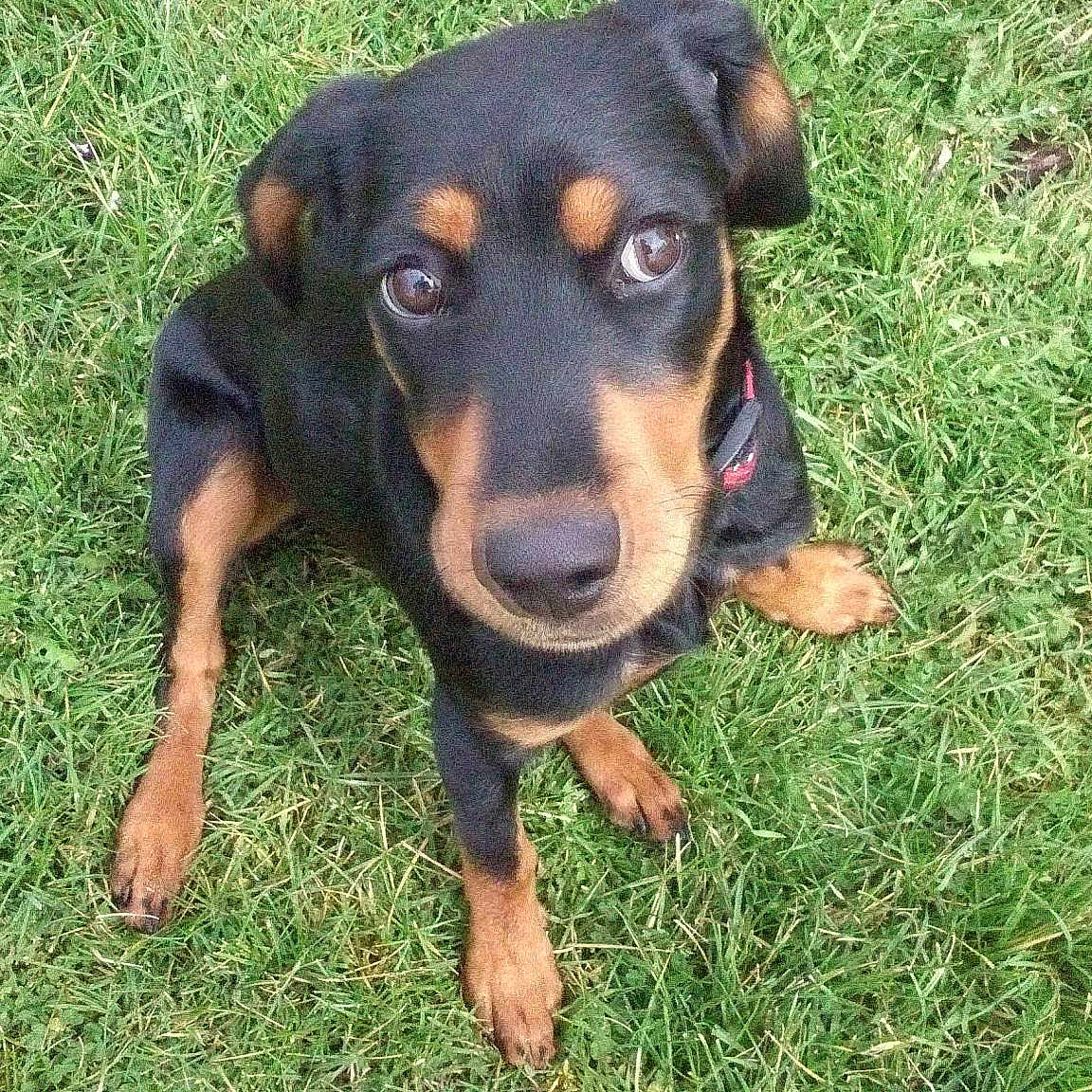 Jessie