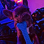 dog, puppy, french_bulldog, toy, blue_toy, indoor, blanket, colorful_lighting, led_lights, purple_light, pink_light, pet, cute, playful, chewing, close_up, animal, cozy, bed, fun