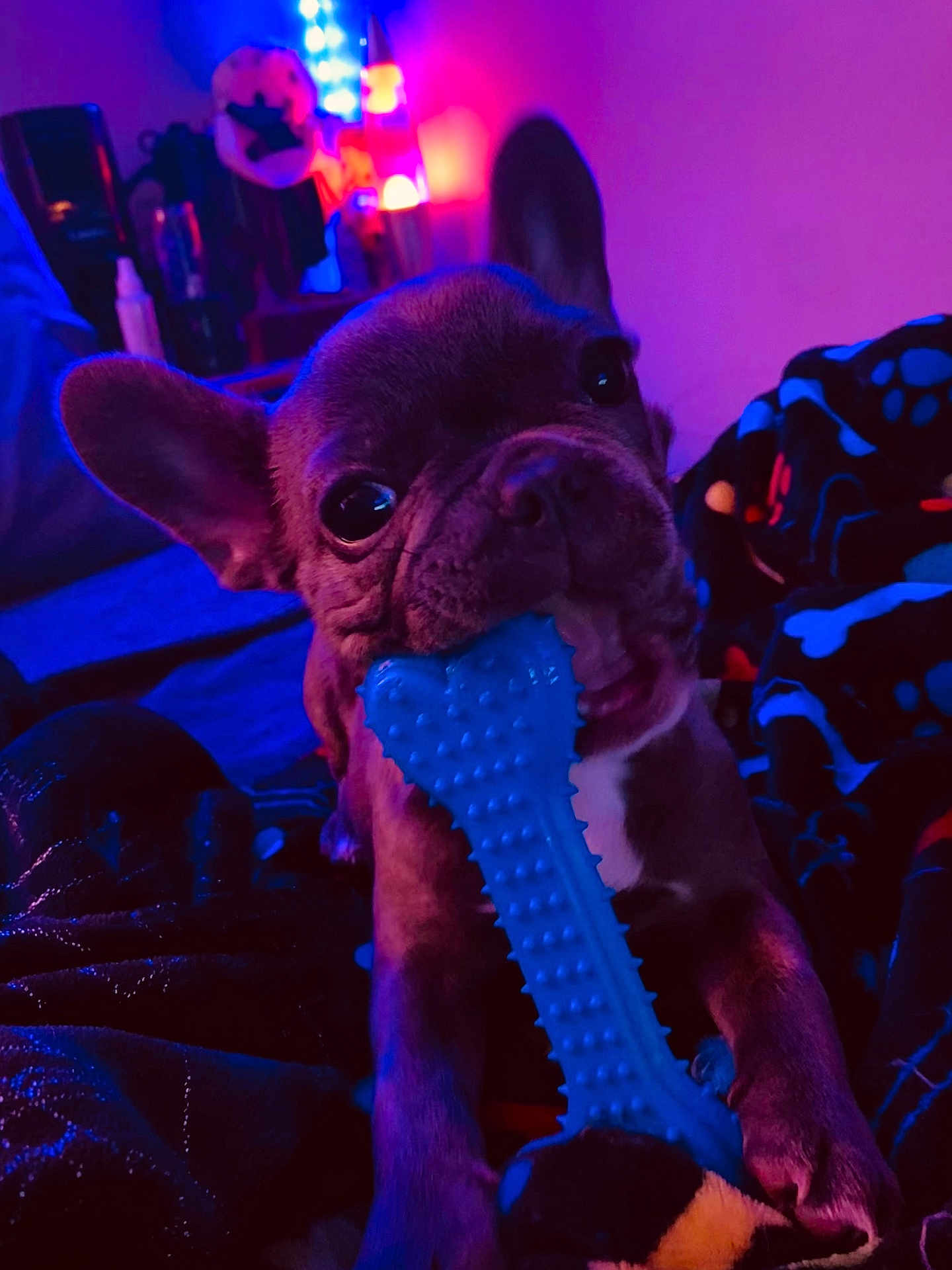 𝑳𝒊𝒍 𝑴𝒆𝒆𝒄𝒉