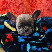 𝑳𝒊𝒍 𝑴𝒆𝒆𝒄𝒉 joined the competition — help win amazing prizes! puppy, dog, french_bulldog, blanket, sleeping, cozy, cute, pet, animal, fur, ears, face, resting, indoor, comfort, colorful, soft, couch, closeup, adorable