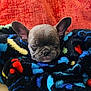 puppy, dog, french_bulldog, blanket, sleeping, cozy, cute, pet, animal, fur, ears, face, resting, indoor, comfort, colorful, soft, couch, closeup, adorable