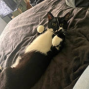 Onyx a rejoint le concours — aidez-le/la à gagner de superbes lots ! cat, black_and_white, pet, bed, blanket, indoor, feline, curious, wide_eyes, paws, relaxed, fur, cozy, resting, animal, domestic, whiskers, bedroom, soft, comfort