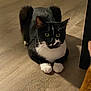 cat, tuxedo_cat, indoor, wooden_floor, pet, animal, whiskers, paws, curious, crouching, black_and_white, fur, domestic_cat, face, eyes, ears, flooring, feline, mammal, closeup