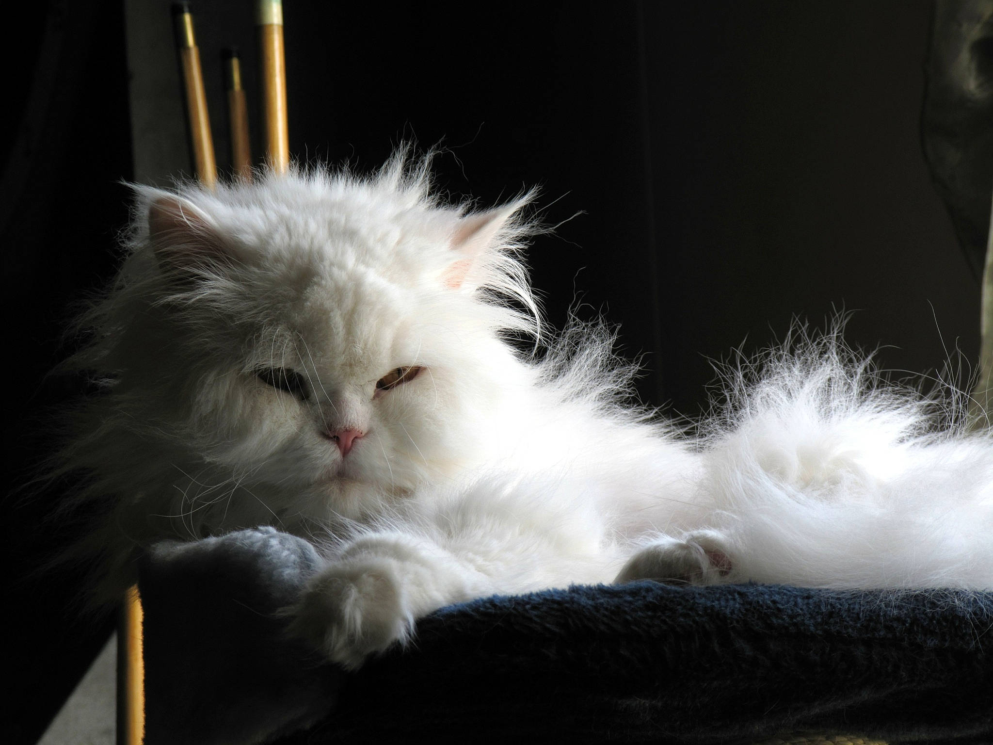 Calisson participe au concours pour gagner de l'argent avec cette photo : asian_semi_longhair, british_longhair, british_semi_longhair, carnivore, cat, domestic_long_haired_cat, eye, felidae, fur, kitten, mammal, norwegian_forest_cat, persian, ragamuffin, ragdoll, small_to_medium_sized_cats, turkish_angora, turkish_van, vertebrate, whiskers