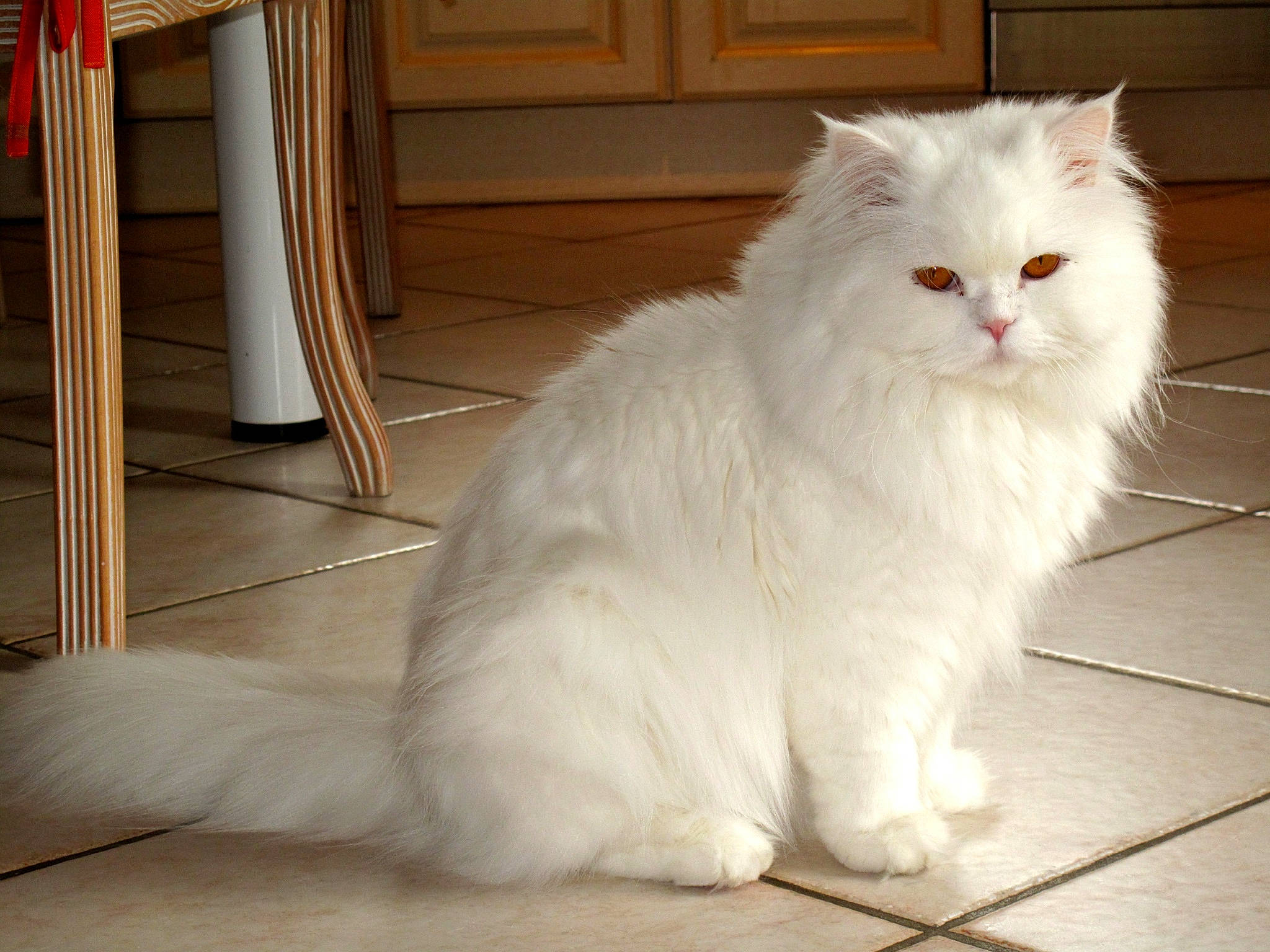 Calisson a rejoint le concours — aidez-le/la à gagner de superbes lots ! asian_semi_longhair, british_longhair, british_semi_longhair, carnivore, cat, domestic_long_haired_cat, eye, felidae, fur, mammal, norwegian_forest_cat, nose, persian, ragamuffin, skin, small_to_medium_sized_cats, tail, turkish_angora, vertebrate, whiskers