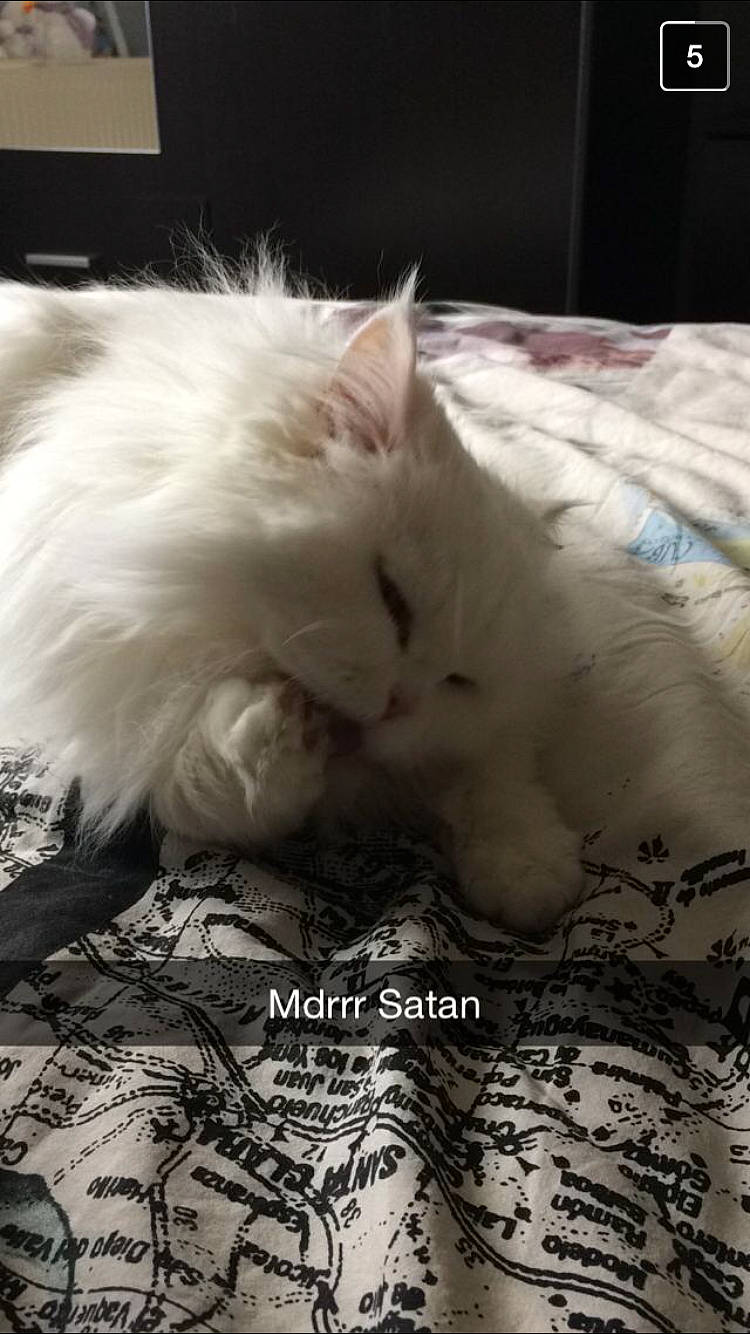 Calisson a rejoint le concours — aidez-le/la à gagner de superbes lots ! british_longhair, carnivore, cat, domestic_long_haired_cat, felidae, fur, kitten, nap, norwegian_forest_cat, persian, ragdoll, small_to_medium_sized_cats, turkish_angora, whiskers