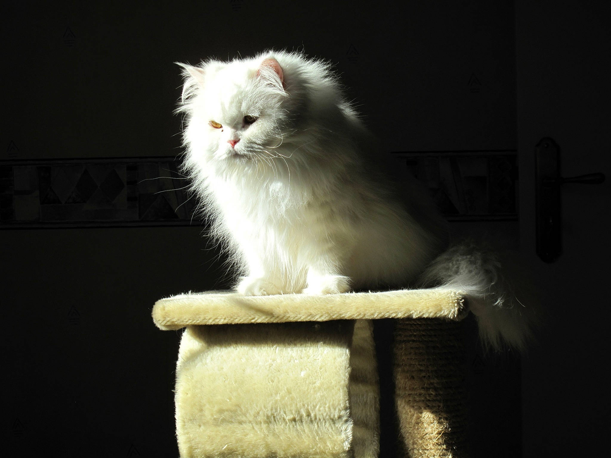 Calisson participe au concours pour gagner de l'argent avec cette photo : american_curl, british_longhair, british_semi_longhair, carnivore, cat, domestic_long_haired_cat, felidae, fur, norwegian_forest_cat, persian, ragamuffin, small_to_medium_sized_cats, tail, turkish_angora, turkish_van, whiskers