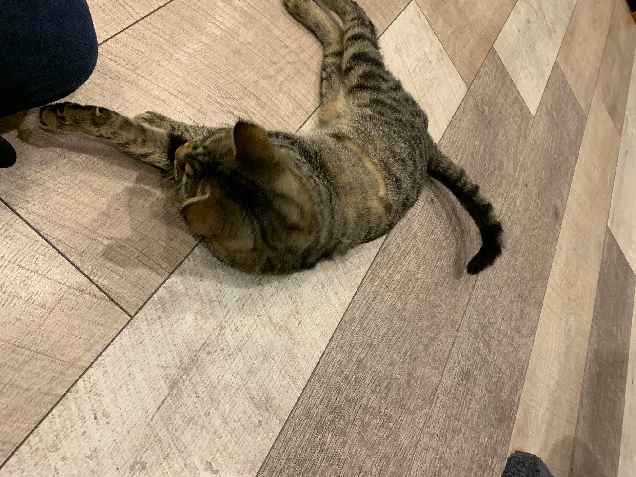 Titine a rejoint le concours — aidez-le/la à gagner de superbes lots ! carnivore, cat, claw, comfort, dog_breed, domestic_short_haired_cat, felidae, floor, flooring, foot, fur, grey, hardwood, human_leg, road_surface, small_to_medium_sized_cats, snout, tail, whiskers, wood