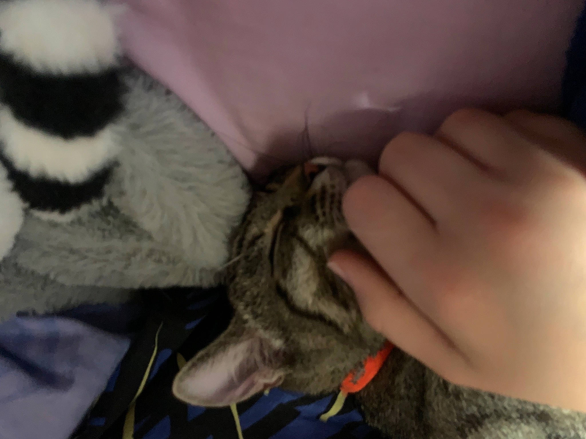 Titine participe au concours pour gagner de l'argent avec cette photo : canidae, carnivore, claw, comfort, companion_dog, dog_breed, domestic_short_haired_cat, ear, fawn, felidae, fur, grey, human_leg, mammal, small_to_medium_sized_cats, snout, sporting_group, tail, vertebrate, whiskers