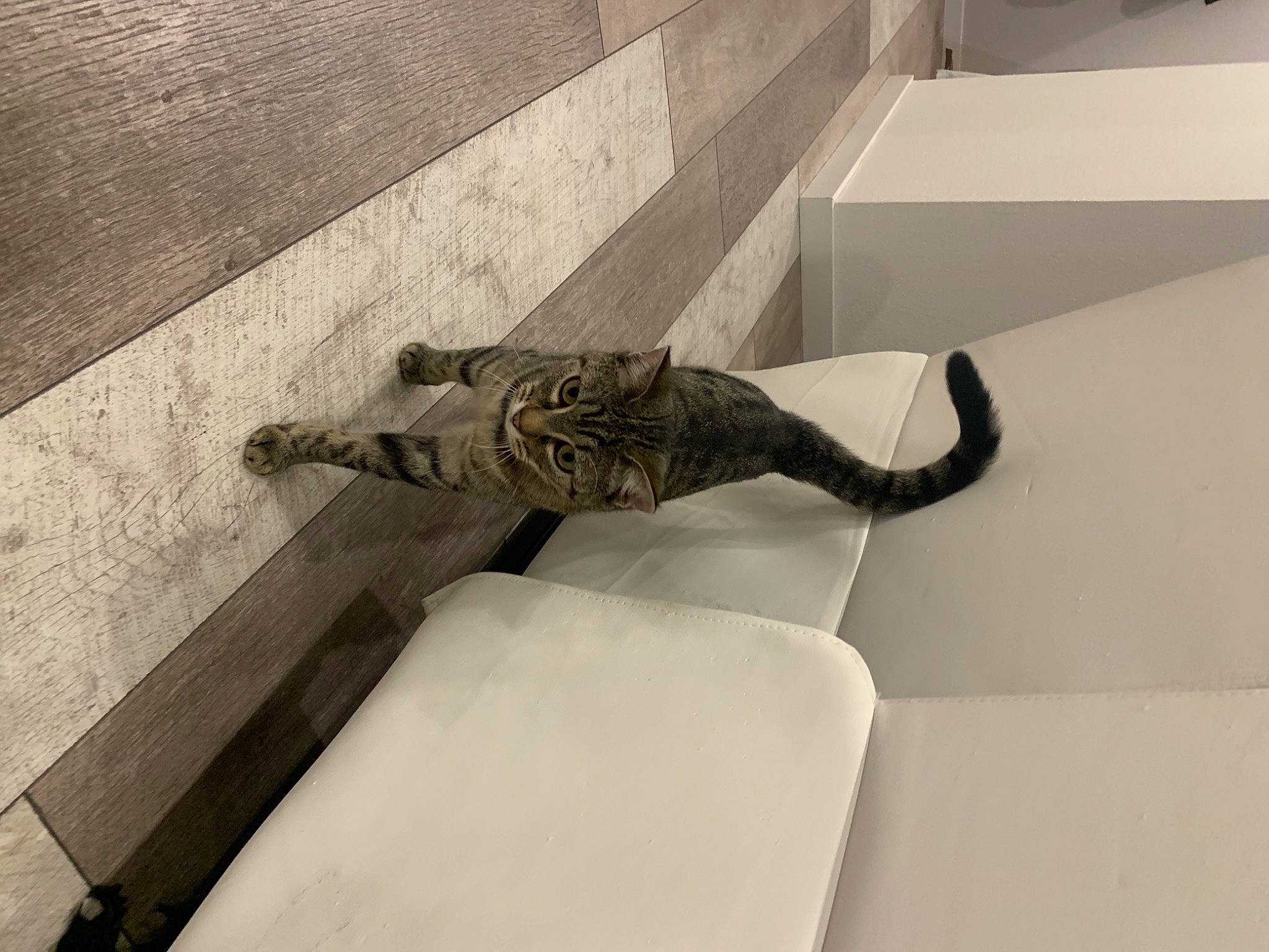 Titine participe au concours pour gagner de l'argent avec cette photo : art, classical_sculpture, concrete, felidae, flooring, human_leg, metal, monochrome, monochrome_photography, monument, room, sculpture, shadow, statue, tail, tints_and_shades, visual_arts, water, wing, wood