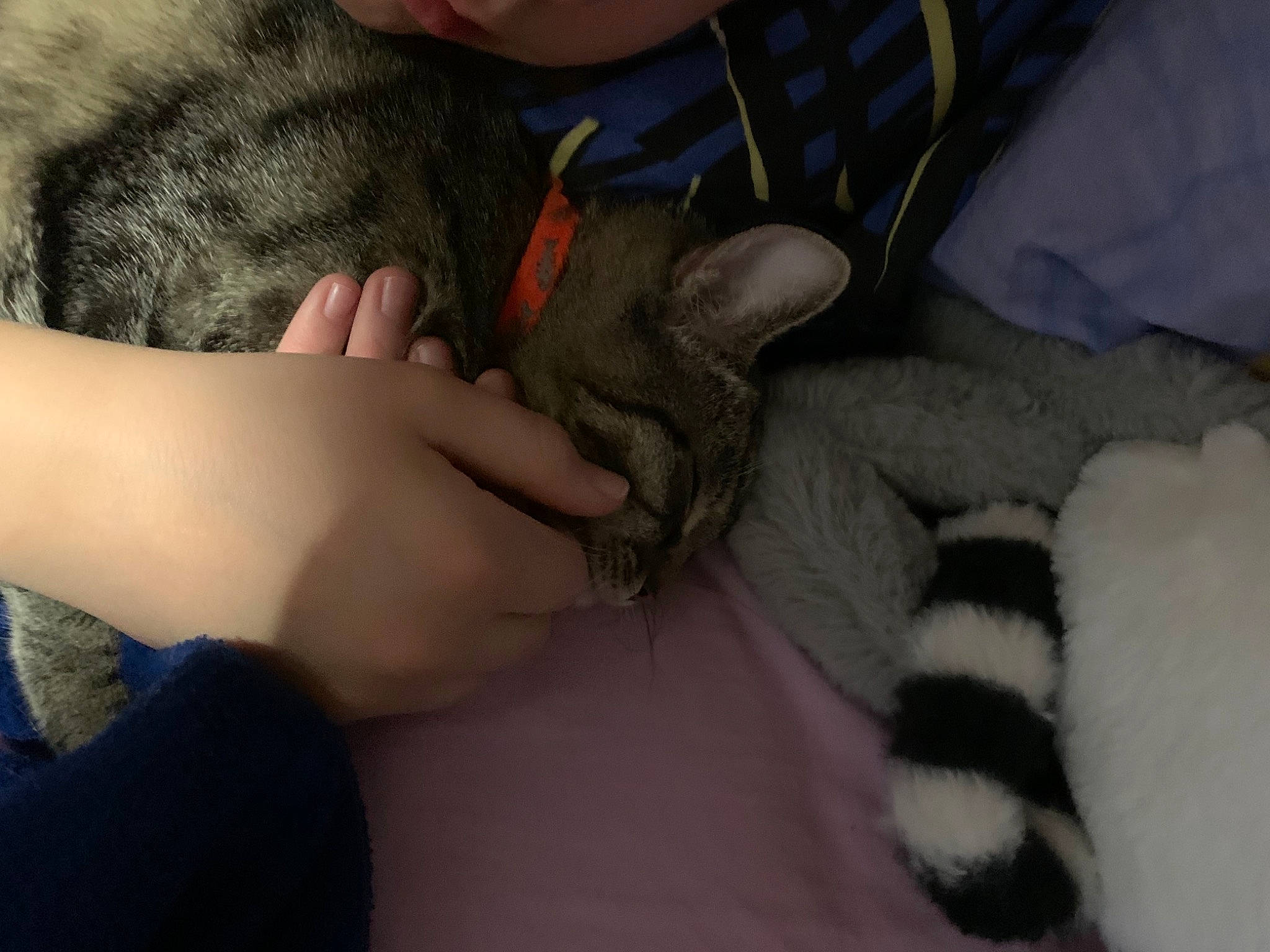 Titine a rejoint le concours — aidez-le/la à gagner de superbes lots ! carnivore, cat, comfort, elbow, fawn, felidae, gesture, knee, lap, leg, mammal, nail, skin, small_to_medium_sized_cats, textile, thigh, thumb, vertebrate, whiskers, wrist