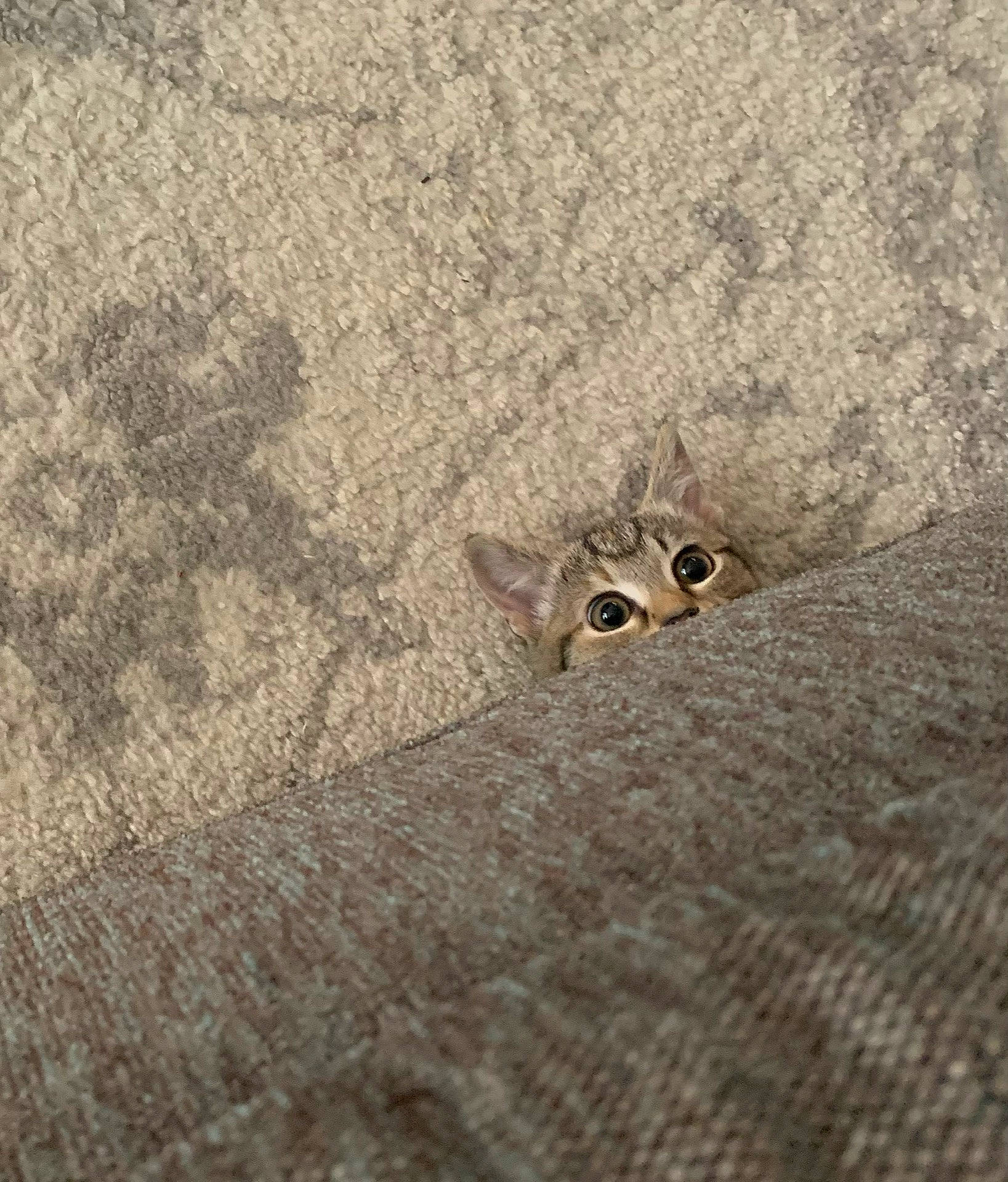 Gigi is registered to the contest to win money with this photo: arthropod, asphalt, beige, bird_of_prey, fashion_accessory, flooring, grey, insect, macro_photography, metal, moths_and_butterflies, owl, pattern, pest, pollinator, road_surface, sand, soil, terrestrial_animal, wood