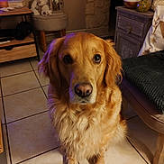 Prisca a rejoint le concours — aidez-le/la à gagner de superbes lots ! golden_retriever, dog, pet, indoor, floor, tile_floor, furniture, stool, chair, decor, lantern, blanket, cushion, cozy, brown, fur, looking_up, animal, canine, companion