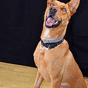 Saiko participe au concours pour gagner de l'argent avec cette photo : dog, canine, pet, blue_eyes, brown_fur, collar, indoor, studio, wooden_floor, black_background, sitting, happy, playful, tongue_out, ears_up, animal, mammal, friendly, domestic_animal, portrait