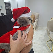 Lina a rejoint le concours — aidez-le/la à gagner de superbes lots ! accessories, animal, architecture, baby, bag, bodypart, building, cat, chair, couch, finger, furniture, hand, handbag, indoors, interiordesign, livingroom, person, pet, room