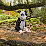 Appy a rejoint le concours — aidez-le/la à gagner de superbes lots ! puppy, dog, black_and_white, forest, log, moss, leaves, nature, outdoor, young_dog, curious, animal, tree, greenery, wood, playful, daylight, canine, pet, flora