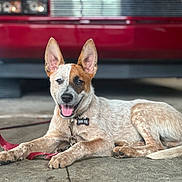 Chevy is registered to the contest to win money with this photo: dog, canine, pet, collar, tag, ears, tongue, smiling, lying_down, concrete_floor, vehicle, red, outdoor, closeup, happy, fur, muzzle, leash, domestic_animal, animal