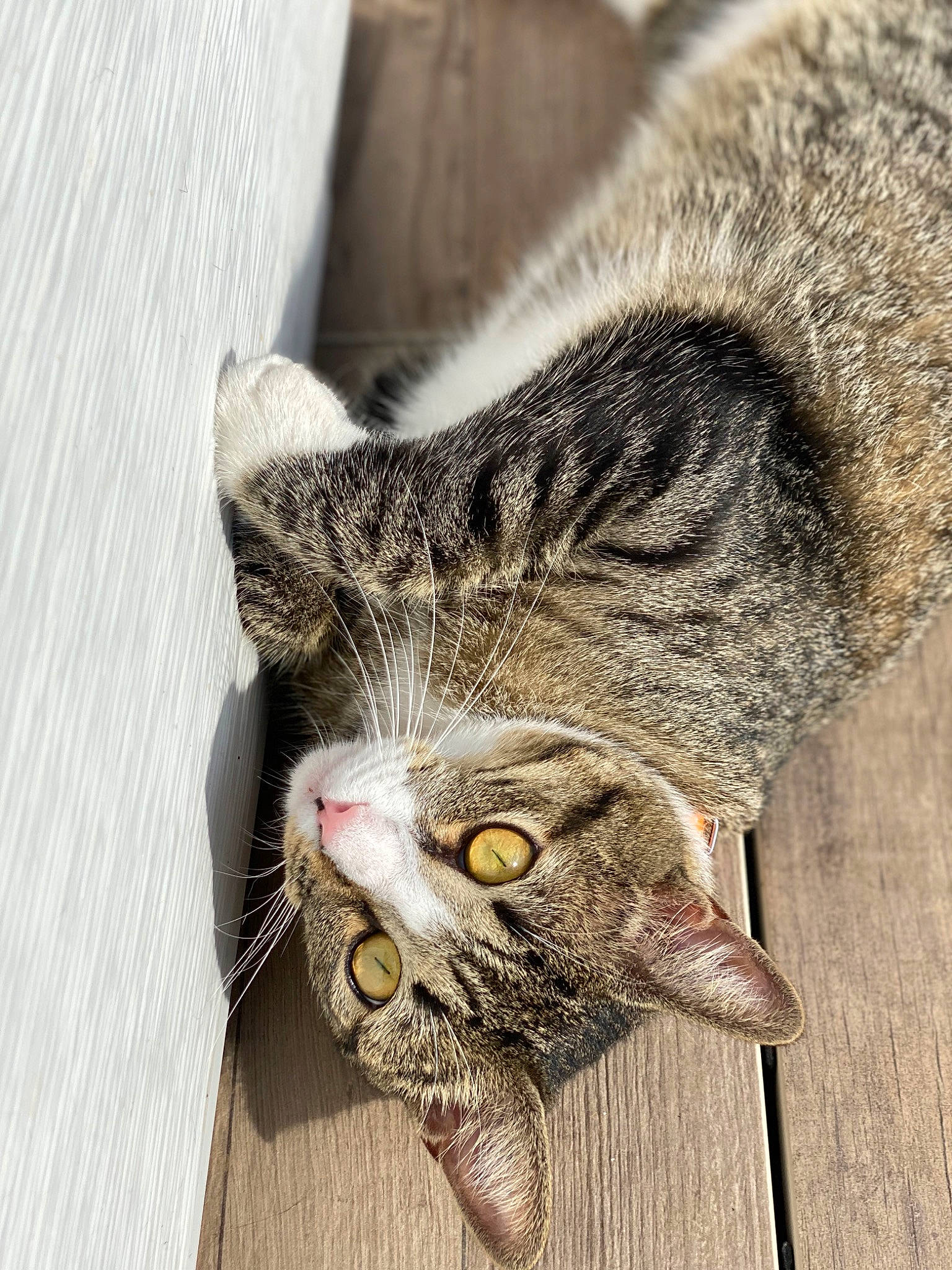 Lupin a rejoint le concours — aidez-le/la à gagner de superbes lots ! carnivore, cat, claw, domestic_short_haired_cat, eye, felidae, fur, grey, paw, small_to_medium_sized_cats, snout, tail, terrestrial_animal, whiskers, wildlife, window, wood