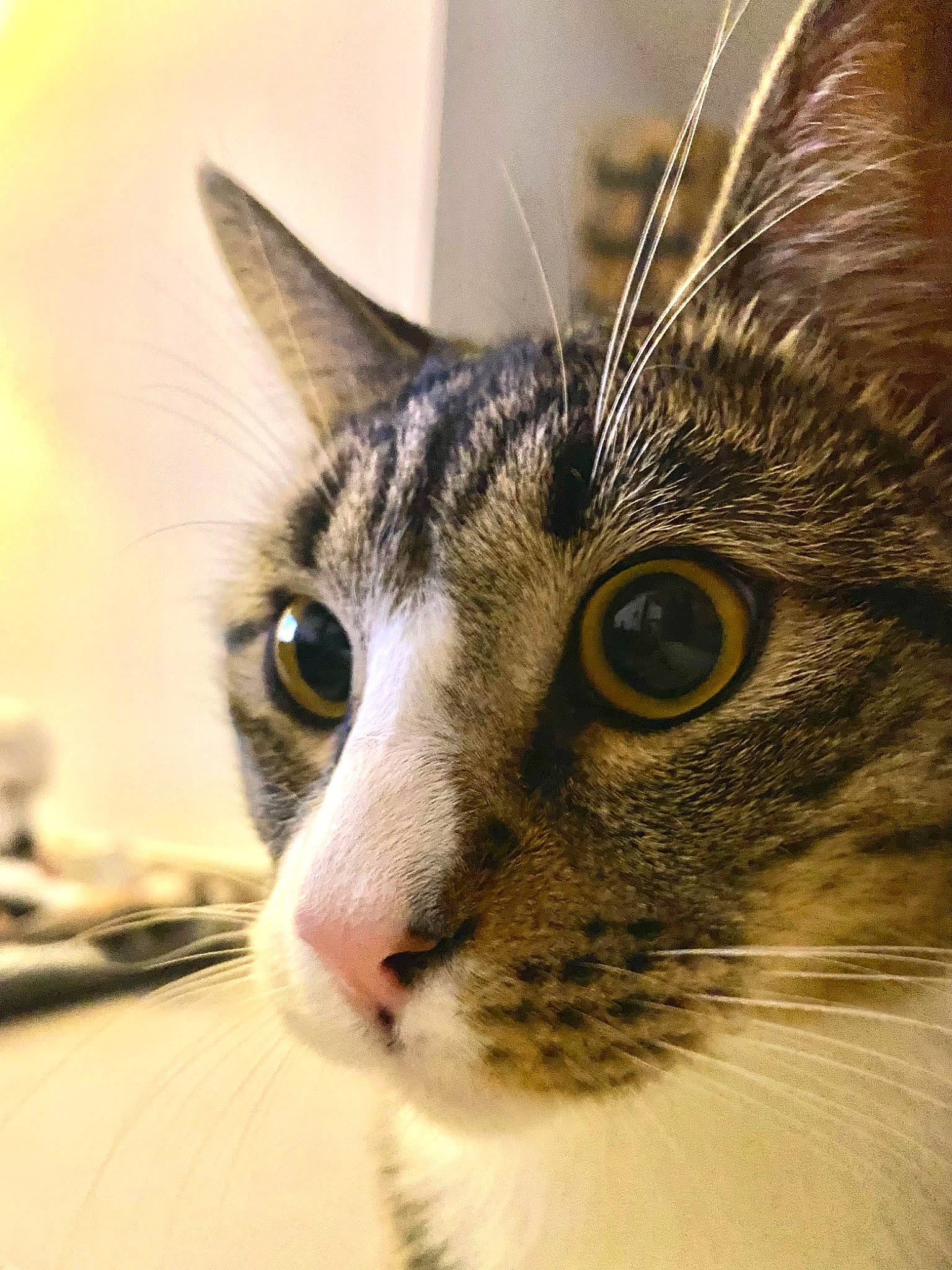 Lupin participe au concours pour gagner de l'argent avec cette photo : carnivore, cat, close_up, curious, domestic_short_haired_cat, ear, eye, eyelash, felidae, fur, hair, head, human_body, macro_photography, small_to_medium_sized_cats, snout, terrestrial_animal, whiskers, wildlife