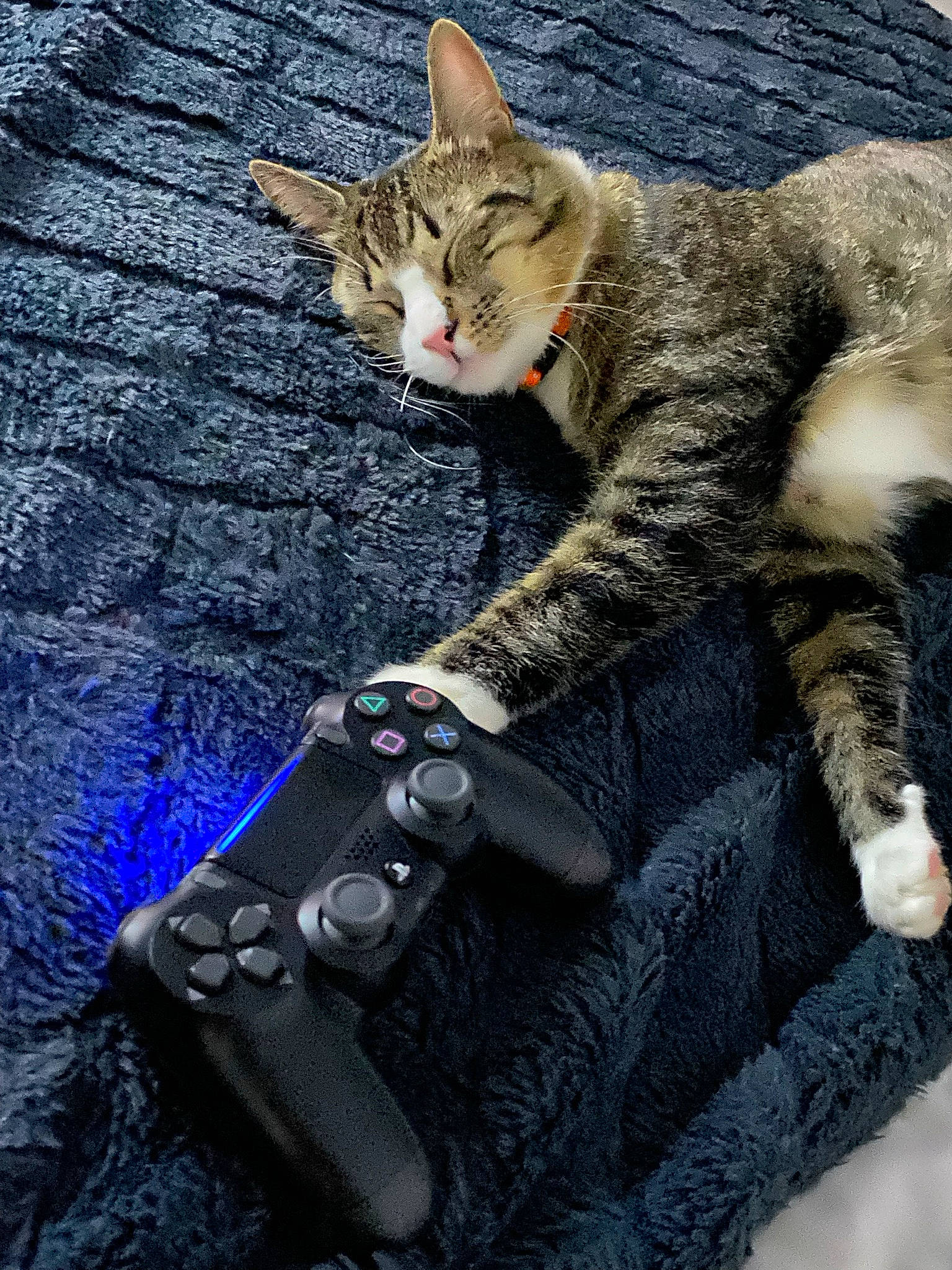 Lupin a rejoint le concours — aidez-le/la à gagner de superbes lots ! carnivore, cat, claw, domestic_short_haired_cat, electric_blue, fashion_accessory, felidae, fur, gesture, grass, grey, pattern, paw, sitting, sleeve, small_to_medium_sized_cats, snout, tail, tree, whiskers