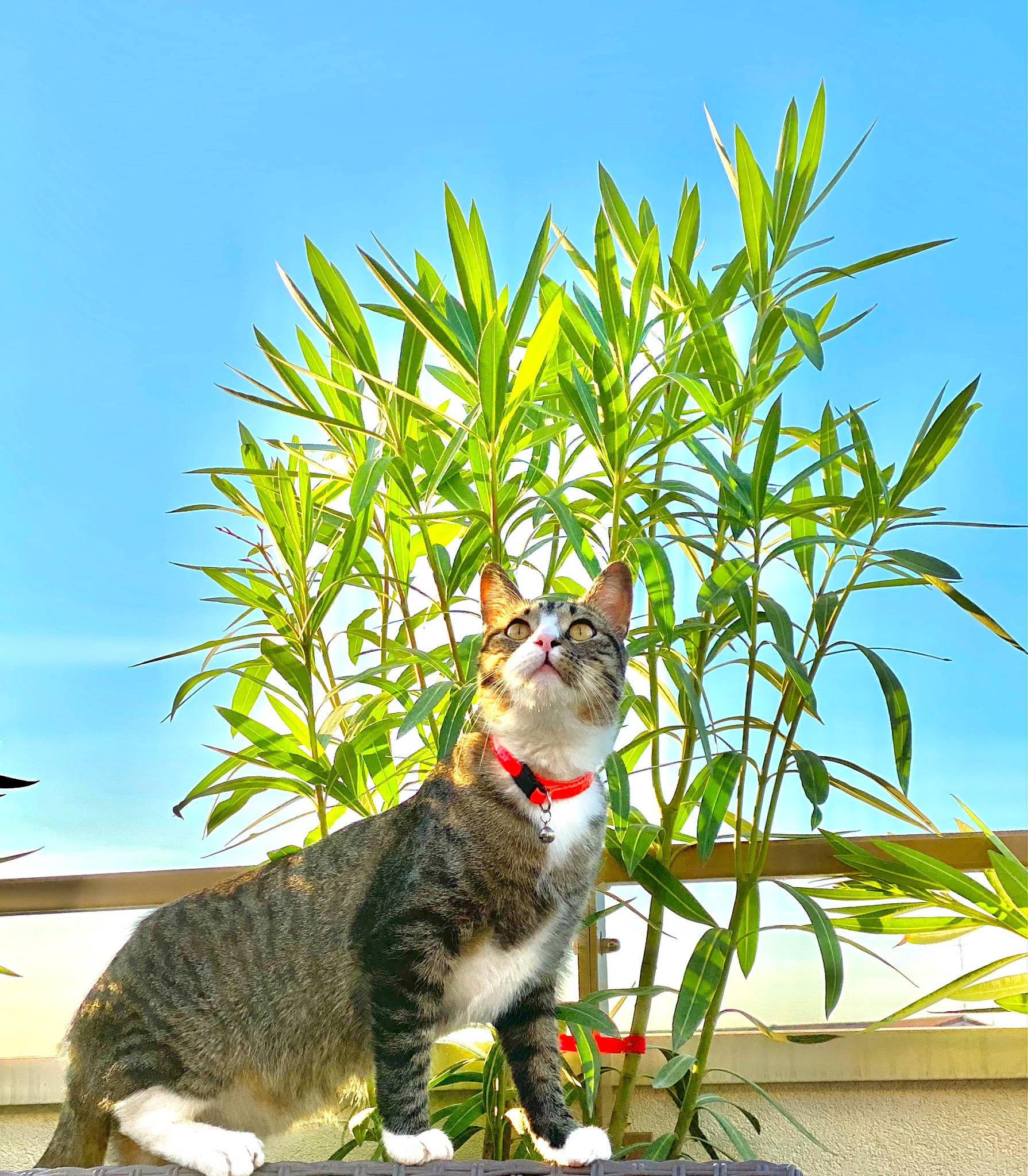 Lupin participe au concours pour gagner de l'argent avec cette photo : arecales, carnivore, cat, domestic_short_haired_cat, felidae, flowering_plant, fur, grass, grass_family, leisure, plant, plant_stem, sitting, sky, small_to_medium_sized_cats, sunlight, tail, terrestrial_plant, tree, whiskers