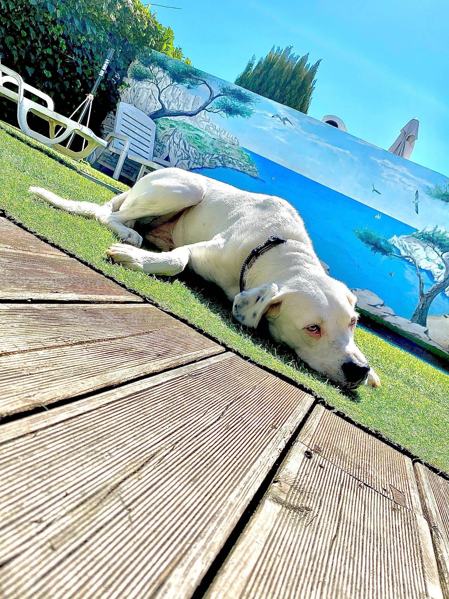 Sirius participe au concours pour gagner de l'argent avec cette photo : aircraft, boardwalk, canidae, companion_dog, dog, dog_breed, flooring, grass, hardwood, leisure, plant, roof, shade, sky, snout, sporting_group, tail, tree, walkway, wood