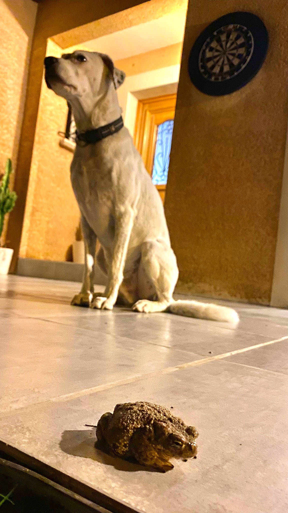 Sirius a rejoint le concours — aidez-le/la à gagner de superbes lots ! carnivore, collar, companion_dog, dartboard, darts, dog, dog_breed, dog_collar, fawn, floor, flooring, flowerpot, houseplant, pet_supply, plant, snout, true_toad, vertebrate, wood, working_animal