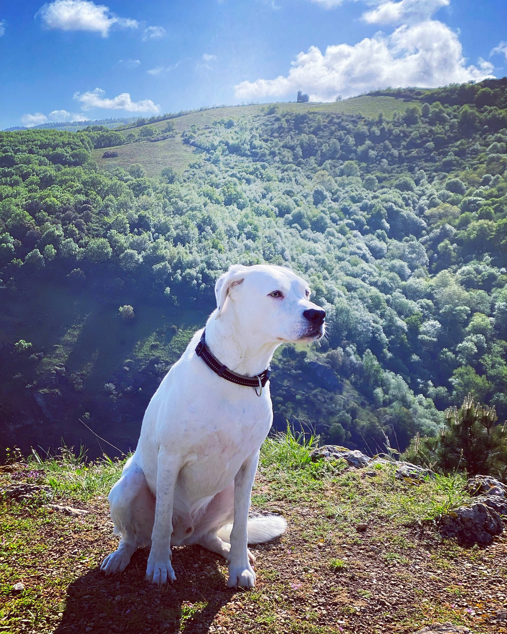 Sirius participe au concours pour gagner de l'argent avec cette photo : canidae, carnivore, cloud, collar, companion_dog, cumulus, dog, dog_breed, dog_collar, fawn, grass, grassland, hill, landscape, mountain, plant, sky, snout, sporting_group, working_animal