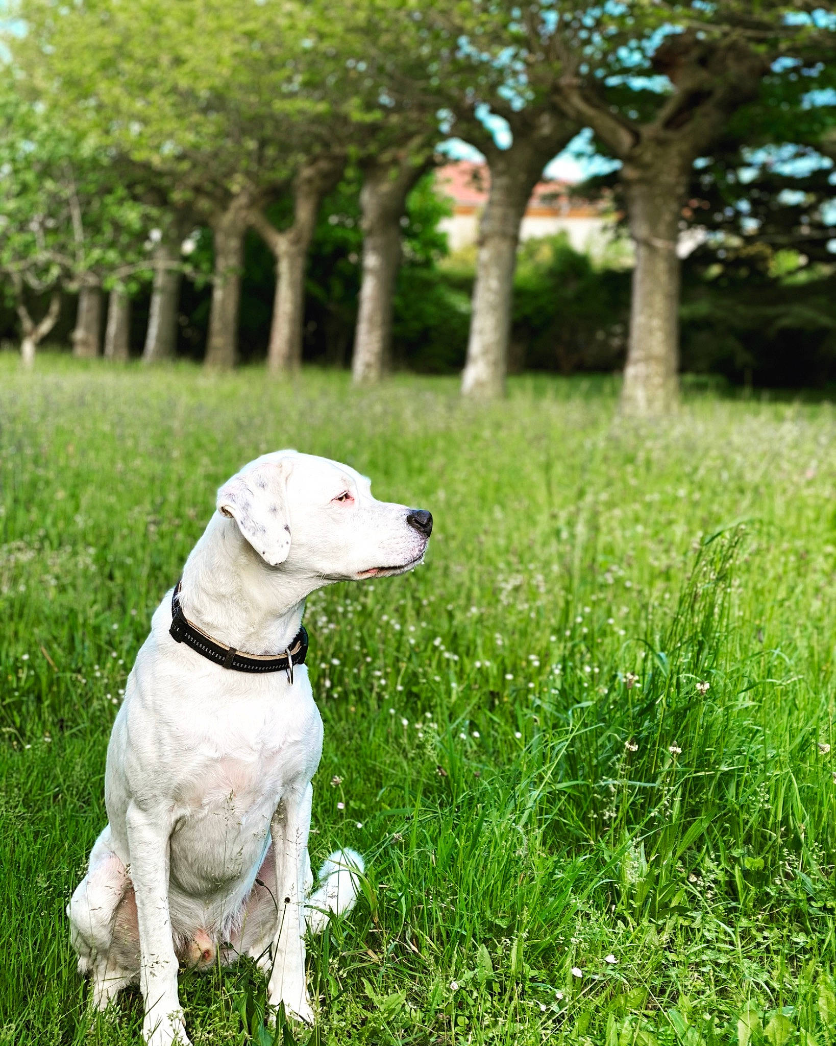 Sirius a rejoint le concours — aidez-le/la à gagner de superbes lots ! canidae, carnivore, collar, companion_dog, dog, dog_breed, dog_collar, dog_supply, fawn, grass, grassland, gun_dog, leash, pet_supply, plant, snout, sporting_group, tail, tree, working_animal