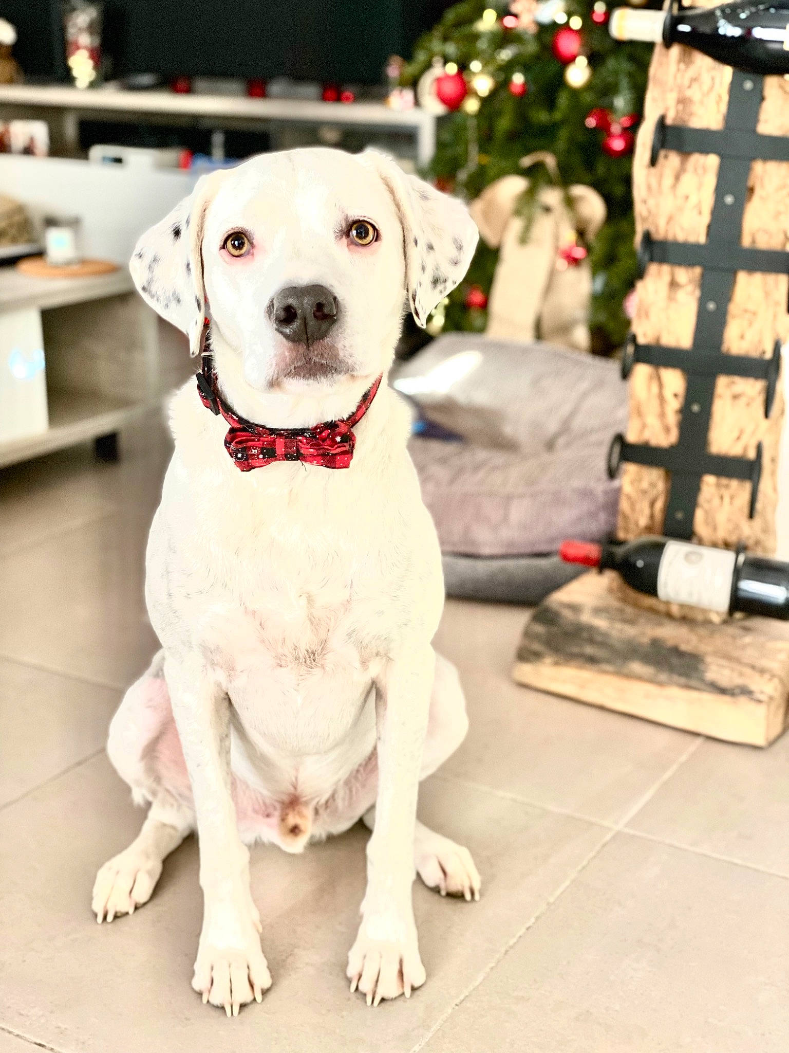 Sirius participe au concours pour gagner de l'argent avec cette photo : canidae, carnivore, collar, companion_dog, dog, dog_breed, dog_clothes, dog_collar, dog_supply, event, fawn, flooring, fur, leash, pet_supply, plant, sitting, snout, sporting_group, working_animal