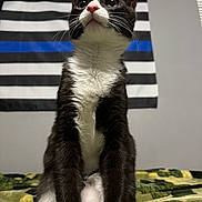 Felix is registered to the contest to win money with this photo: animal, black_and_white, blanket, cat, close_up, cozy, curious, domestic, feline, flag, furry, household, indoor, pet, pink_nose, portrait, sitting, soft, tuxedo_cat, whiskers