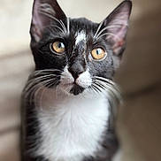 Rain joined the competition — help win amazing prizes! animal, black_and_white, cat, close_up, curious, cute, domestic_cat, ears, face, feline, fur, golden_eyes, indoors, mammal, pet, portrait, soft_light, tuxedo_cat, whiskers, young_cat