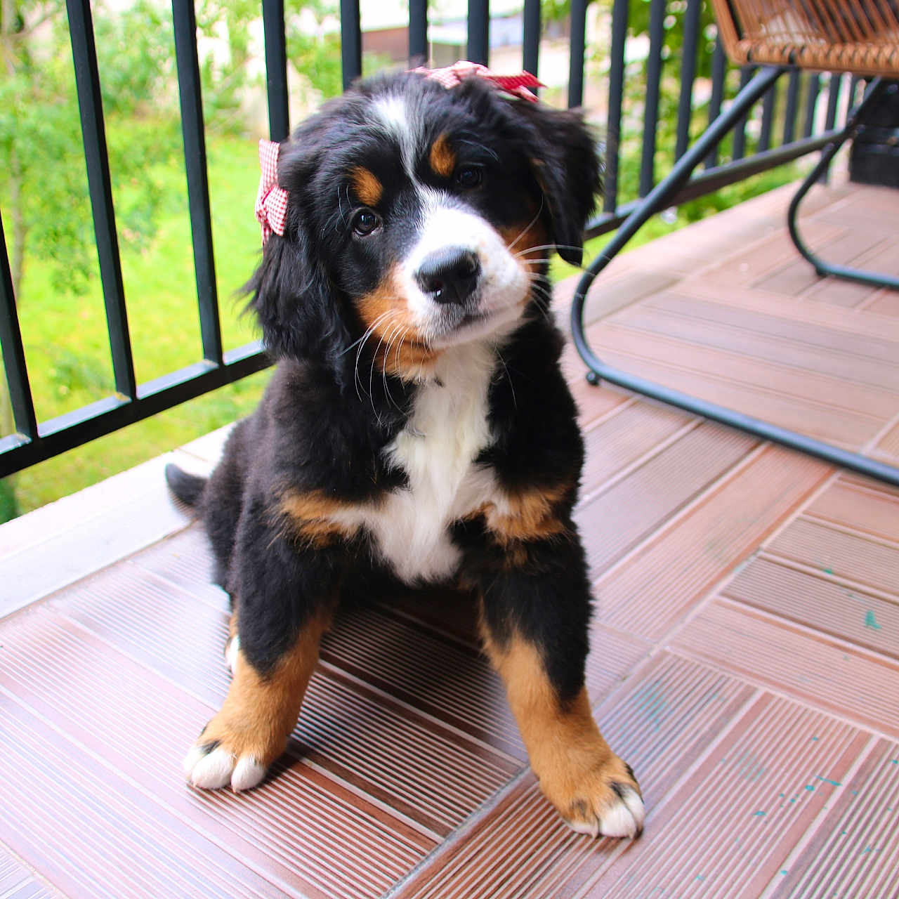 Tequila participe au concours pour gagner de l'argent avec cette photo : animal, architecture, building, canine, chair, cockerspaniel, deck, dog, furniture, handrail, hardwood, house, housing, patio, pet, porch, puppy, railing, terrier, wood