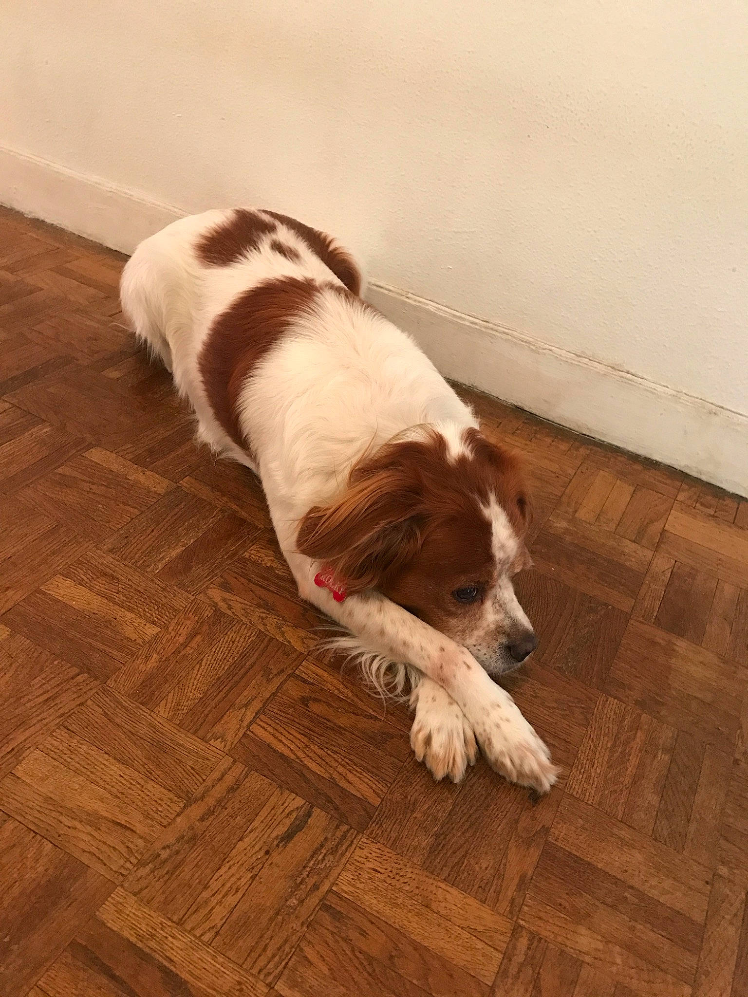 Rocky participe au concours pour gagner de l'argent avec cette photo : brittany, canidae, carnivore, companion_dog, dog, dog_breed, drentse_patrijshond, english_springer_spaniel, floor, flooring, french_spaniel, irish_red_and_white_setter, kooikerhondje, mammal, rare_breed_dog, russian_spaniel, spaniel, sporting_group, vertebrate, welsh_springer_spaniel