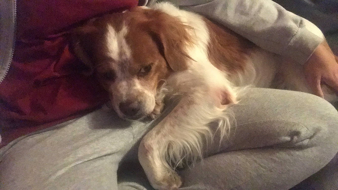 Rocky participe au concours pour gagner de l'argent avec cette photo : brittany, canidae, carnivore, companion_dog, dog, dog_breed, kooikerhondje, mammal, miniature_australian_shepherd, puppy, puppy_love, setter, small_greek_domestic_dog, spaniel, sporting_group, vertebrate