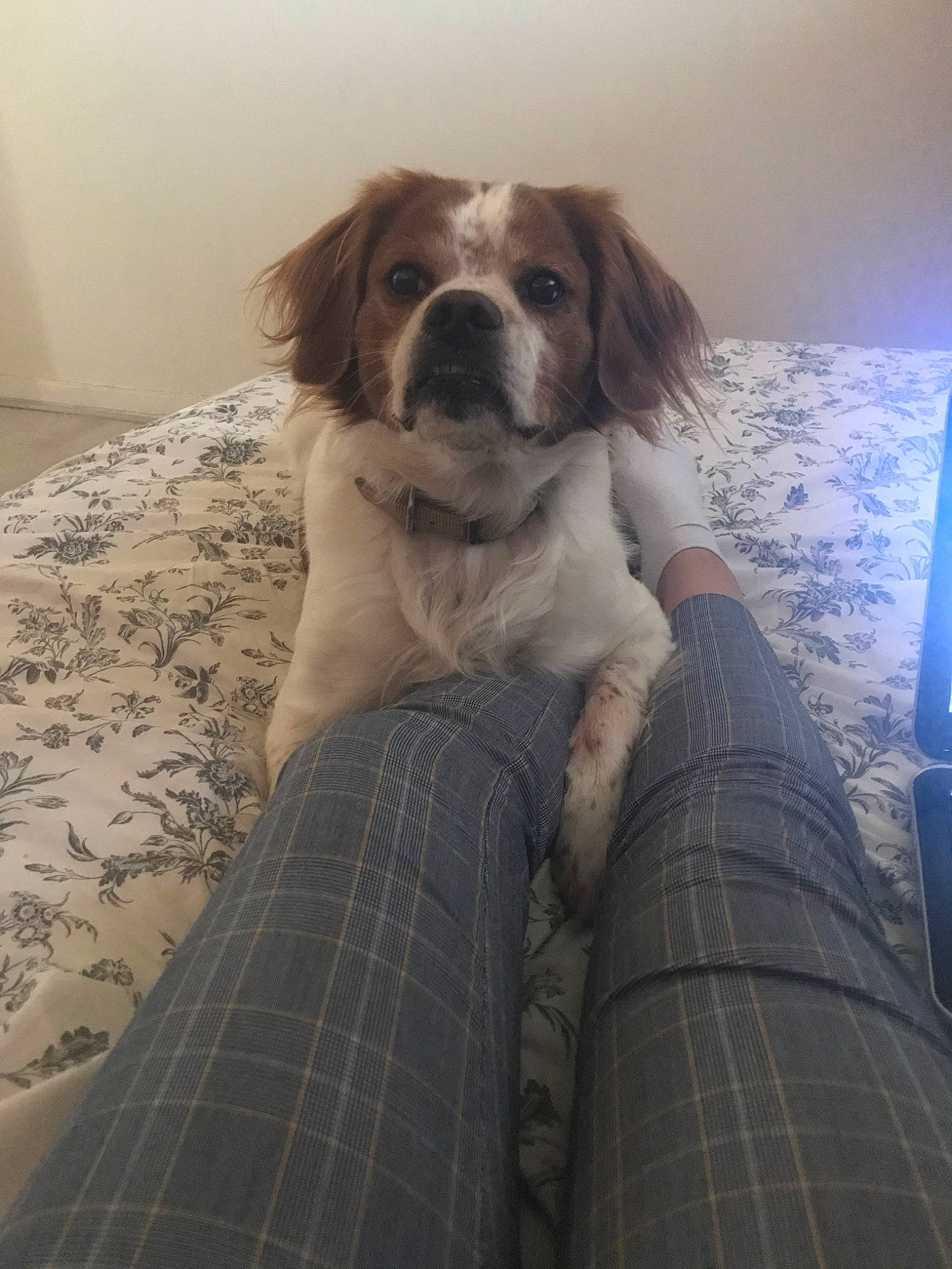 Rocky a rejoint le concours — aidez-le/la à gagner de superbes lots ! canidae, carnivore, companion_dog, dog, dog_breed, french_spaniel, kooikerhondje, mammal, phalene, setter, snout, spaniel, sporting_group