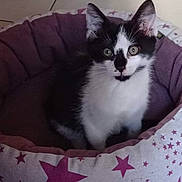 Vicky participe au concours pour gagner de l'argent avec cette photo : kitten, cat, pet_bed, purple, star_pattern, floor, tile, indoor, animal, black_and_white, cute, young, feline, curious, sitting, looking, ears, whiskers, home, cozy