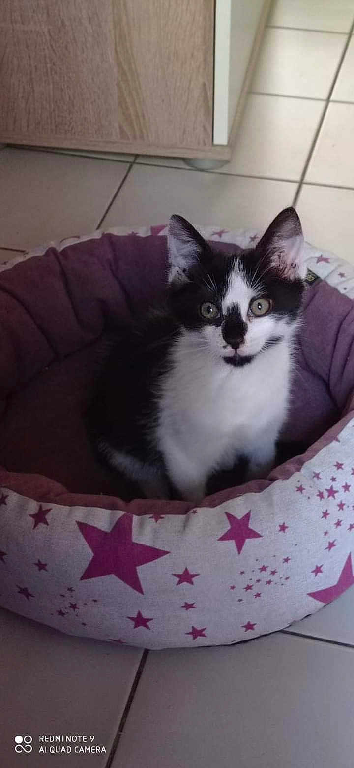 Vicky participe au concours pour gagner de l'argent avec cette photo : kitten, cat, pet_bed, purple, star_pattern, floor, tile, indoor, animal, black_and_white, cute, young, feline, curious, sitting, looking, ears, whiskers, home, cozy