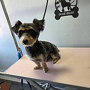 Teddy is registered to the contest to win money with this photo: dog, pet, grooming_table, small_dog, fur, animal, indoor, cute, waiting, brown, black, ears, face, furcut, leash, floor, wall, sign, table, studio