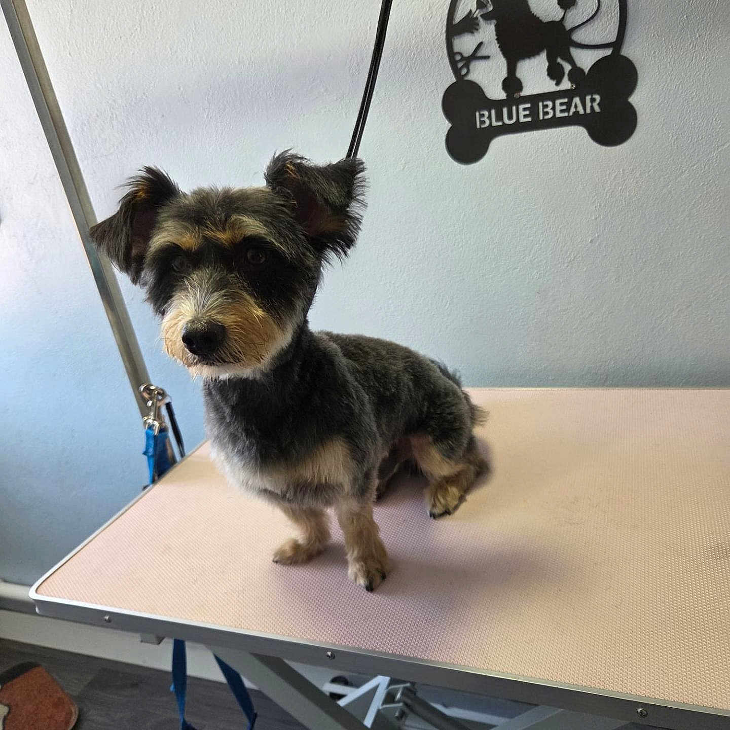 Teddy is registered to the contest to win money with this photo: animal, black, brown, cute, dog, ears, face, floor, fur, furcut, grooming_table, indoor, leash, pet, sign, small_dog, studio, table, waiting, wall