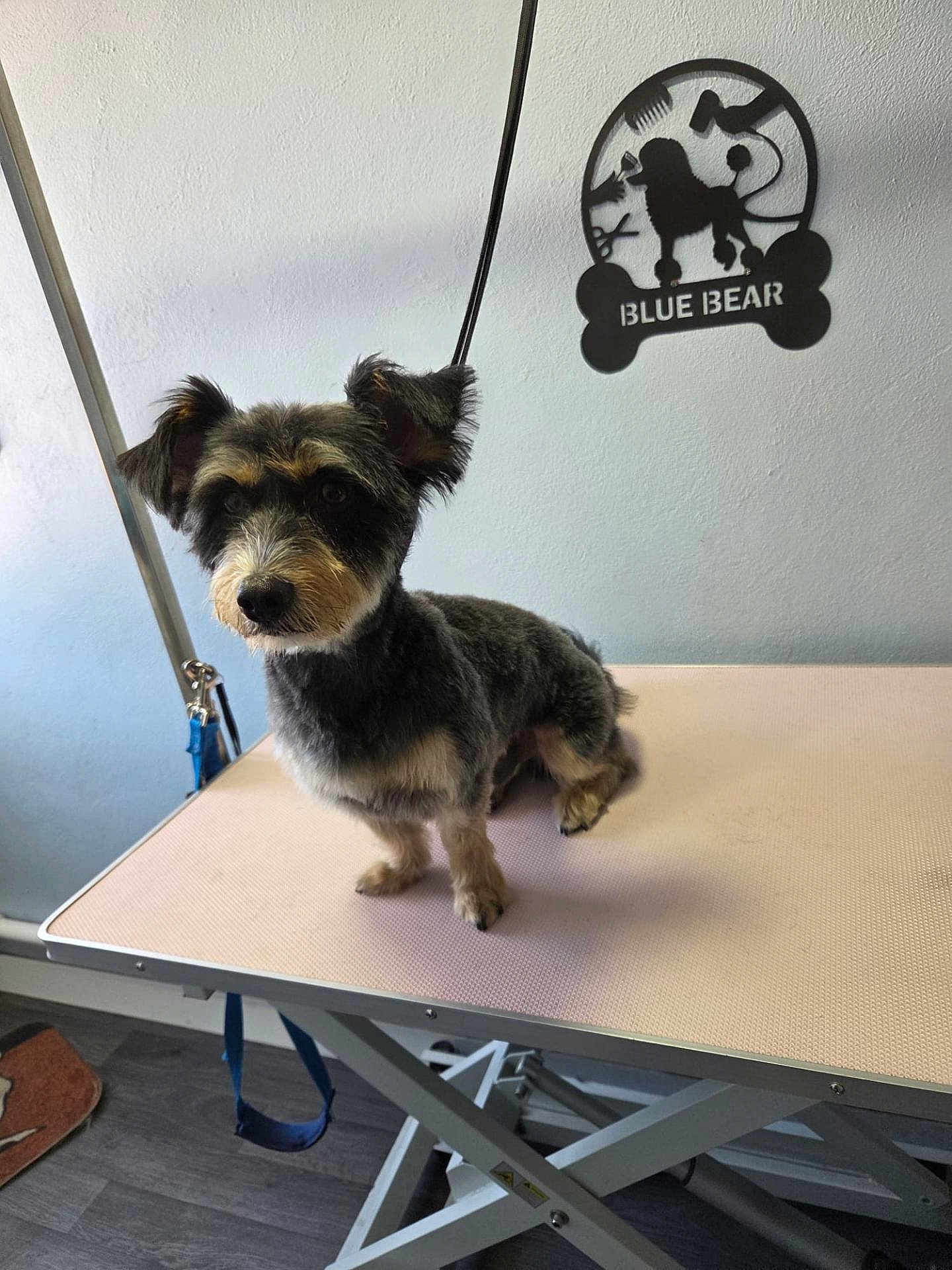 Teddy is registered to the contest to win money with this photo: dog, pet, grooming_table, small_dog, fur, animal, indoor, cute, waiting, brown, black, ears, face, furcut, leash, floor, wall, sign, table, studio
