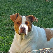 Harley is registered to the contest to win money with this photo: dog, canine, pet, white, brown, grass, outdoor, animal, lawn, sunlight, portrait, mammal, ears, face, snout, fur, nature, relaxed, daytime, companion