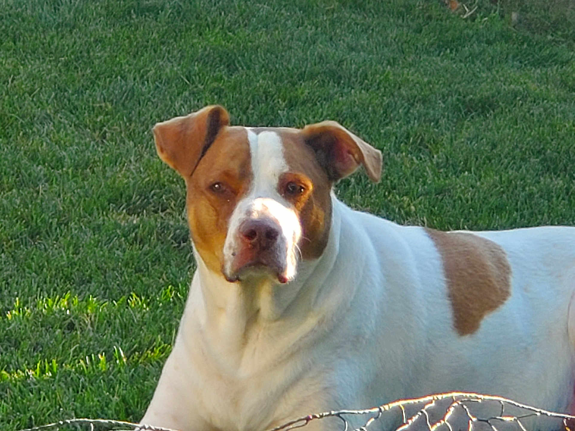 Harley is registered to the contest to win money with this photo: dog, canine, pet, white, brown, grass, outdoor, animal, lawn, sunlight, portrait, mammal, ears, face, snout, fur, nature, relaxed, daytime, companion