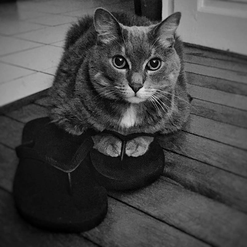 Djinn a rejoint le concours — aidez-le/la à gagner de superbes lots ! asian, black, black_and_white, carnivore, cat, domestic_short_haired_cat, european_shorthair, eye, felidae, footwear, kitten, monochrome, monochrome_photography, photography, sitting, small_to_medium_sized_cats, snout, tabby_cat, whiskers, white