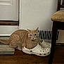 Archie joined the competition — help win amazing prizes! cat, orange_tabby, shoe, crocs, indoor, wooden_floor, chair, door, pet, animal, curious, wide_eyes, green_toy, floor_mat, vent, relaxed, domestic, feline, whiskers, paw