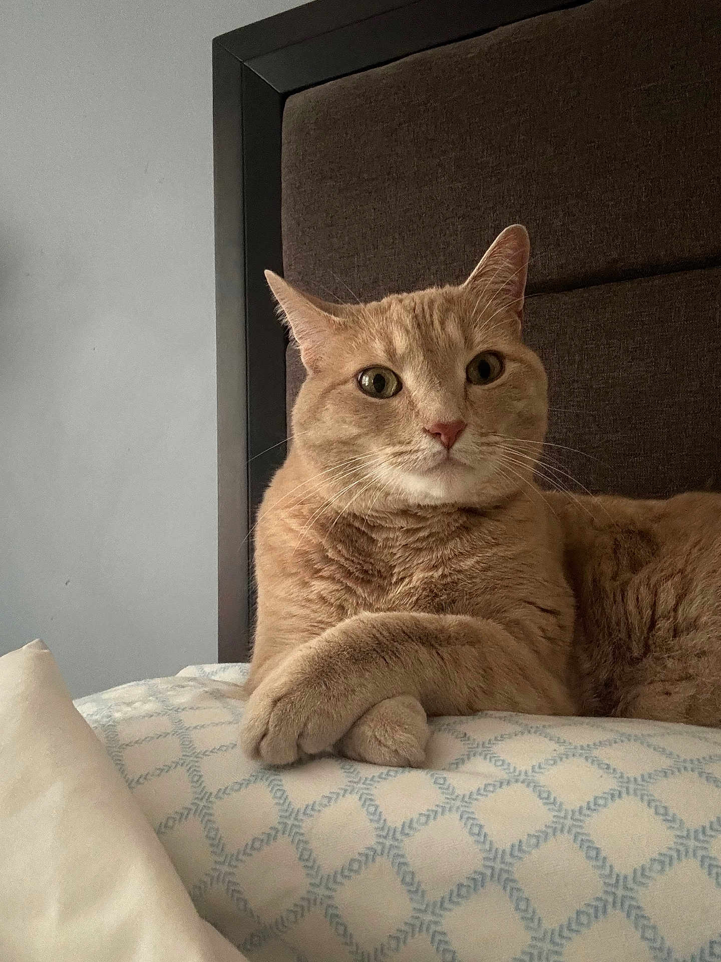 Archie is registered to the contest to win money with this photo: cat, orange_tabby, pillow, bed, headboard, indoor, animal, pet, fur, whiskers, relaxed, closeup, feline, cute, domestic_cat, resting, mammal, looking, soft_light, cozy