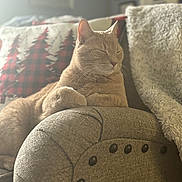 Archie joined the competition — help win amazing prizes! cat, feline, armrest, couch, pillow, blanket, indoor, relaxed, resting, cozy, soft_light, furniture, home, pet, whiskers, closed_eyes, warm_tones, comfort, decor, napping