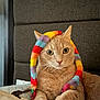 Archie is registered to the contest to win money with this photo: cat, beige_cat, paws, bed, headband, colorful, rainbow, fuzzy, indoor, pet, whiskers, ears, fur, relaxed, closeup, animal, cute, domestic_cat, resting, portrait